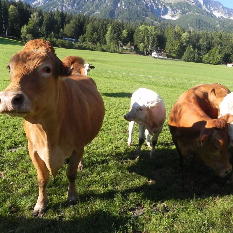 Unterkünfte Wilder Kaiser