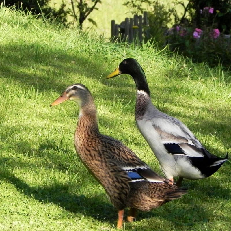 DSCN4622.JPG